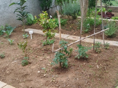 Parcela com tomateiros, pimentos e uma pitangueira.